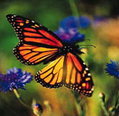 Monarch Butterfly